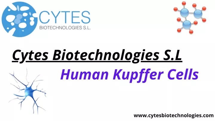 cytes biotechnologies s l