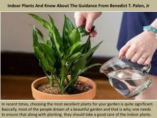 Indoor Plants And Know About The Guidance From Benedict T. Palen, Jr