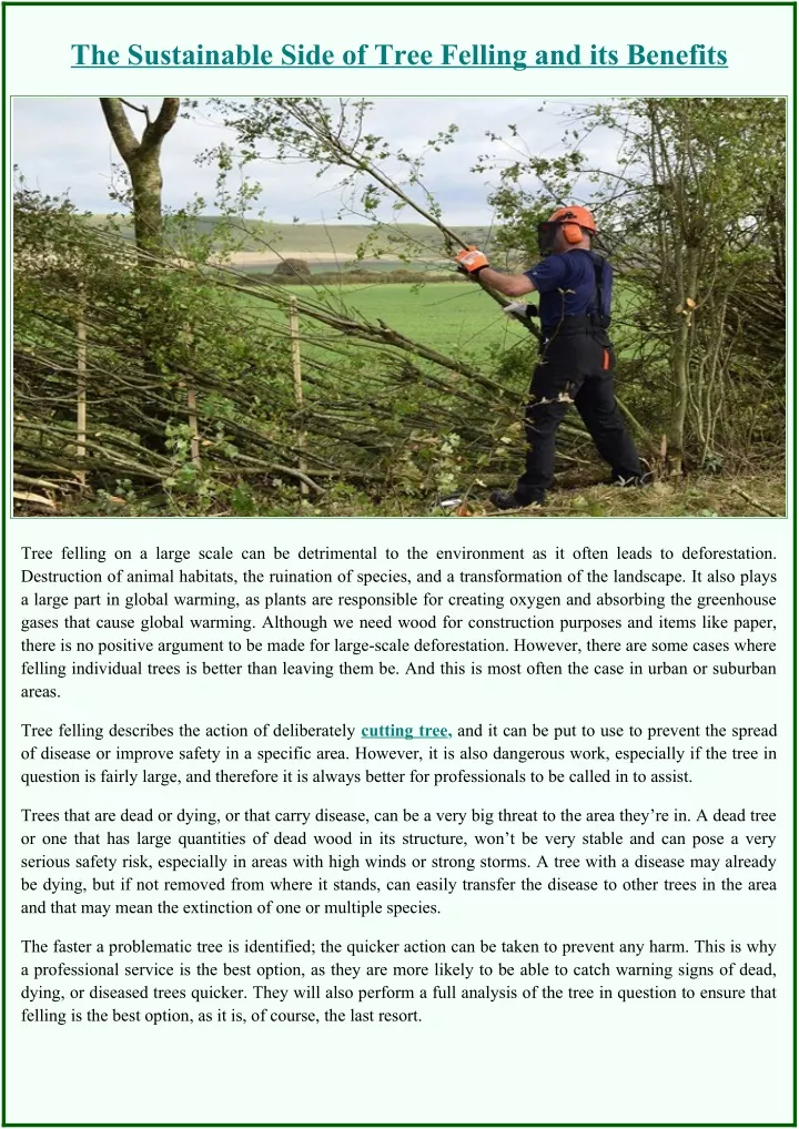 the sustainable side of tree felling
