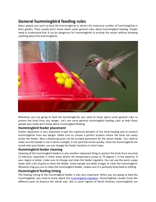 General hummingbird feeding rules