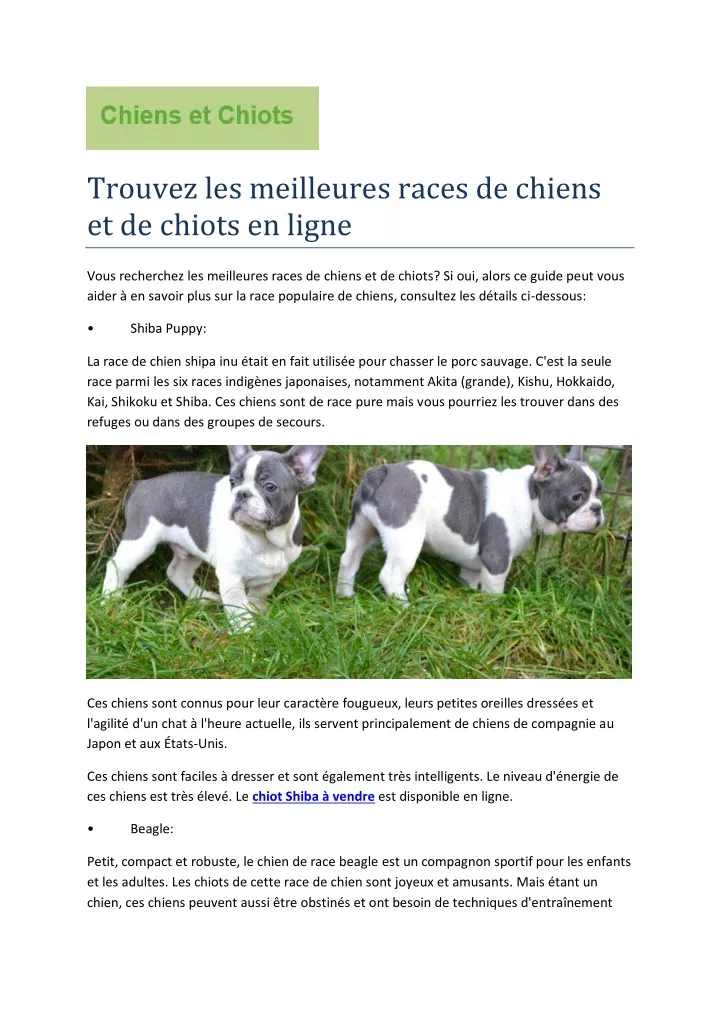 trouvez les meilleures races de chiens