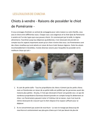 Acheter chiots Bichon