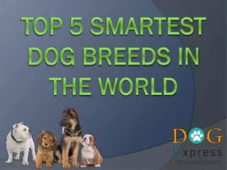 top 5 smartest dog breeds in the world