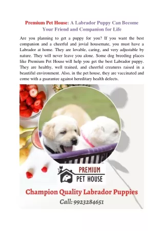 Premium Pet House: A Labrador Puppy Can Become Your Friend and Companion for Life