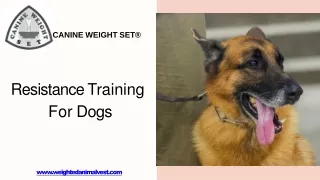 Resistance Training For Dogs