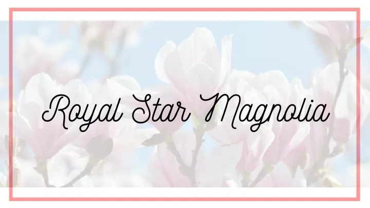 royal star magnolia