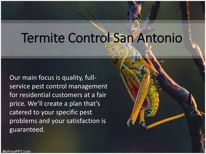 termite control san antonio