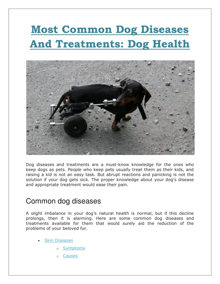 most common dog diseases and treatments dog health