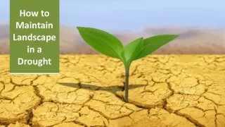 how to maintain landscape in a drought