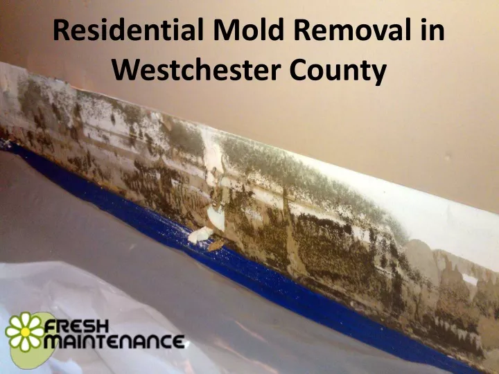 residential mold removal in westchester county