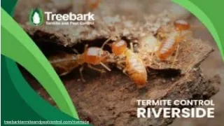 Termite Control Riverside