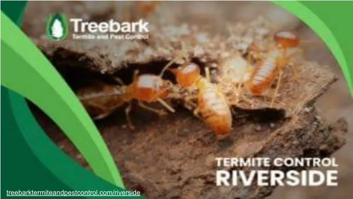 treebarktermiteandpestcontrol com riverside