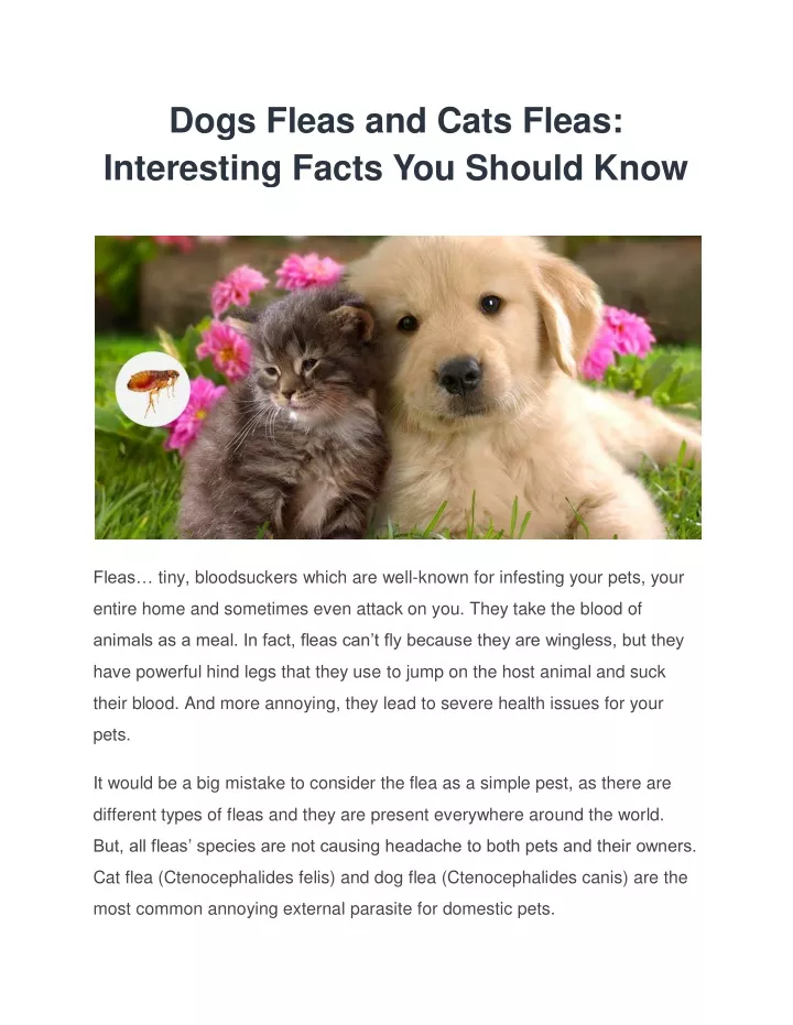 dogs fleas and cats fleas interesting facts