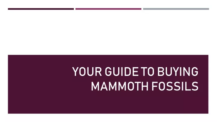 your guide to buying mammoth fossils