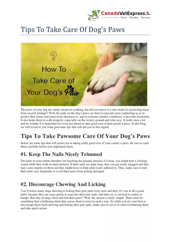 tips to take care of dog s paws