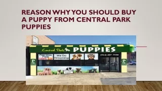 Reason Why You Should Buy a Puppy From Central Park Puppies