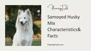 Samoyed Siberian Husky Mix Breed Dog
