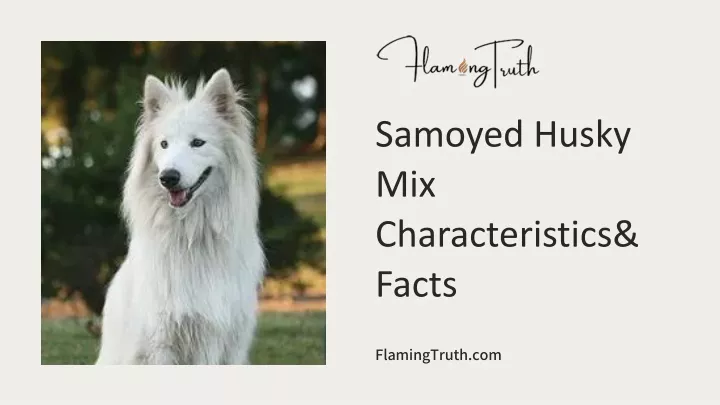 samoyed husky mix characteristics facts
