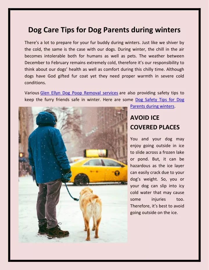 dog care tips for dog parents during winters