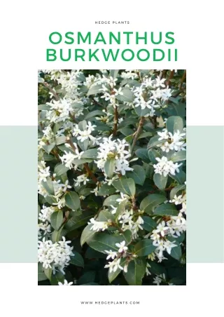 Osmanthus Burkwoodii | Hedge Plants