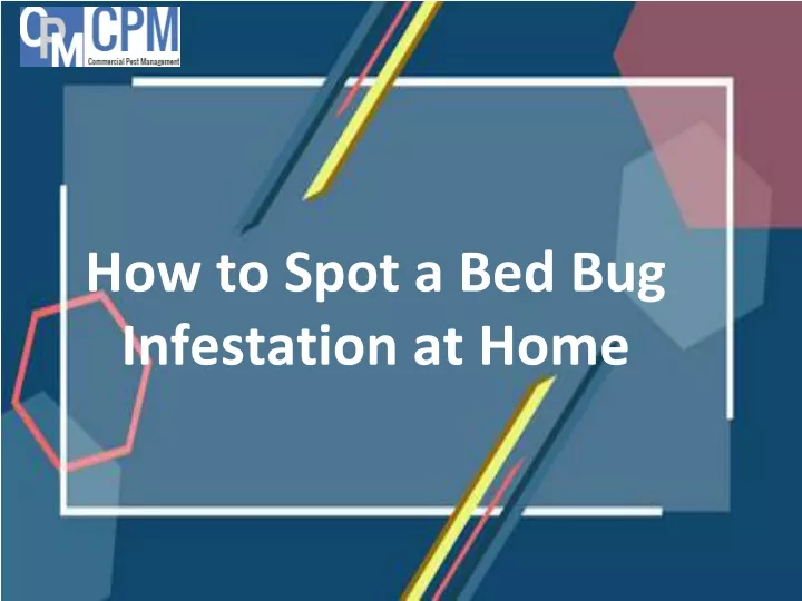 how to spot a bed bug infestation at home