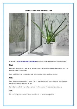 How to Plant Aloe Vera Indoors