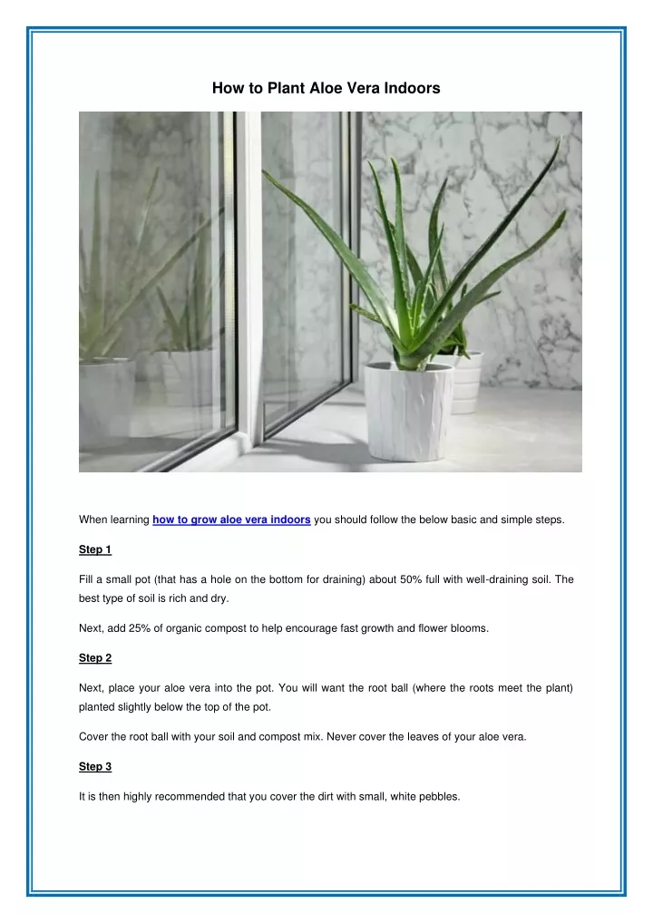 how to plant aloe vera indoors