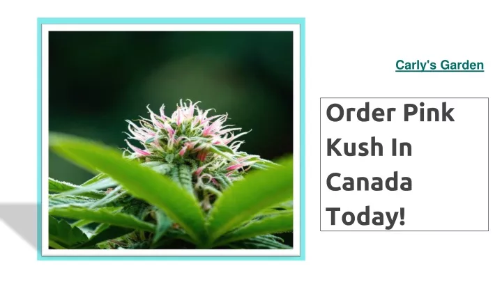order pink kush in canada today
