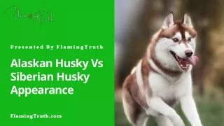 What Is the Difference Between Alaskan Husky Vs Siberian Husky?