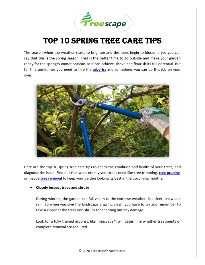 top 10 spring tree care tips top 10 spring tree
