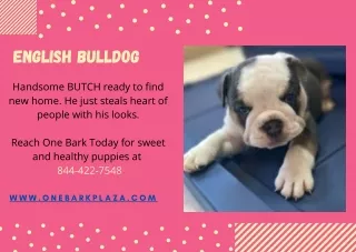 Buy English Bulldog - One Bark Plaza