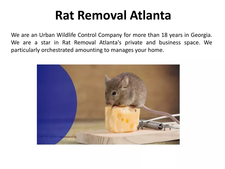rat removal atlanta