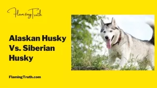 Alaskan Husky Vs Siberian Husky | Which One is Better For You.