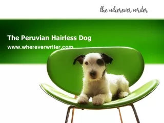 The Peruvian Hairless Dog-www.whereverwriter.com