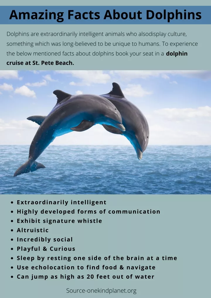 amazing facts about dolphins