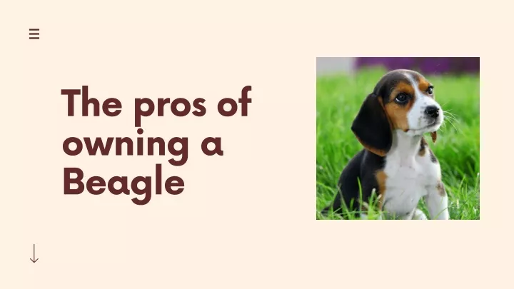 the pros of owning a beagle