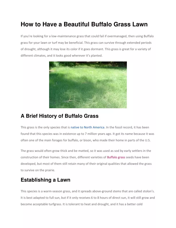 how to have a beautiful buffalo grass lawn
