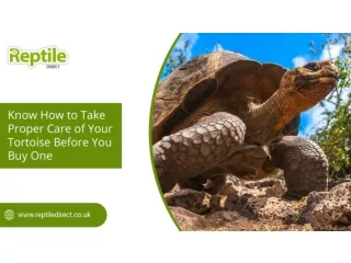 Know How to Take Proper Care of Your Tortoise Before You Buy One