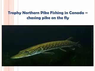 Trophy Northern Pike Fishing in Canada chasing pike on the fly