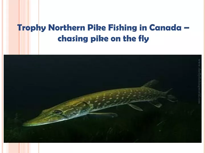 trophy northern pike fishing in canada chasing