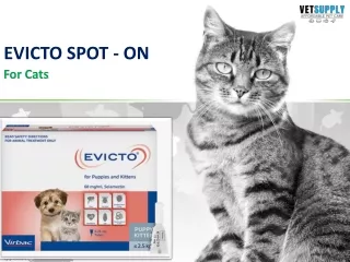 evicto spot on