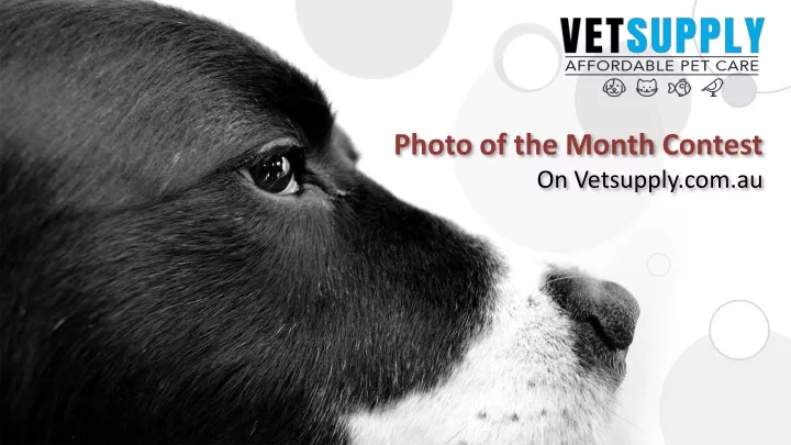 photo of the month contest o n vetsupply com au