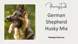 Rottweiler German Shepherd Mix | Husky German Shepherd Mix