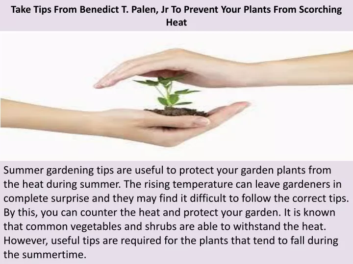 take tips from benedict t palen jr to prevent your plants from scorching heat