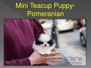 Mini Teacup Puppy- Pomeranian