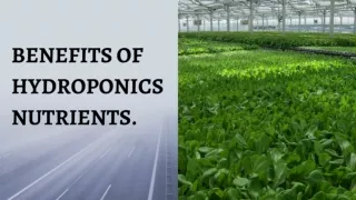 Benefits of hydroponics nutrients