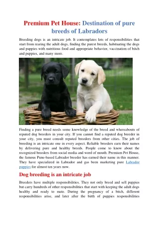 Premium Pet House: Destination of pure breeds of Labradors