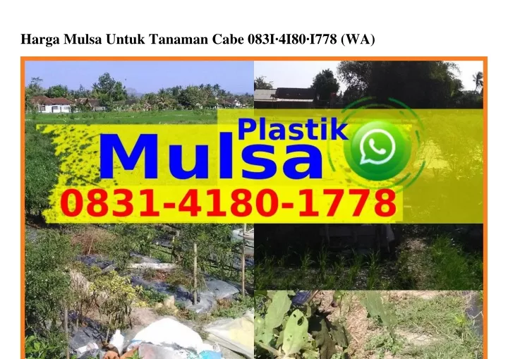 harga mulsa untuk tanaman cabe 083i 4i80 i778 wa