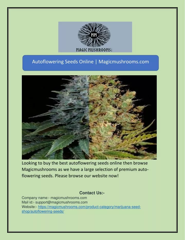 autoflowering seeds online magicmushrooms com
