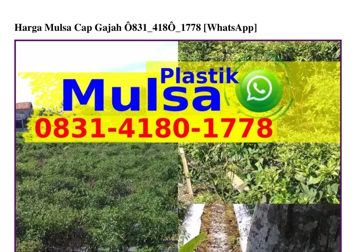 harga mulsa cap gajah 831 418 1778 whatsapp